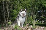 CHIEN FINNOIS DE LAPONIE 104